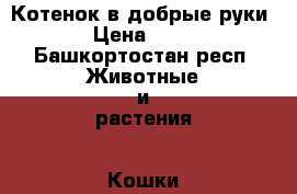 Котенок в добрые руки › Цена ­ 10 - Башкортостан респ. Животные и растения » Кошки   